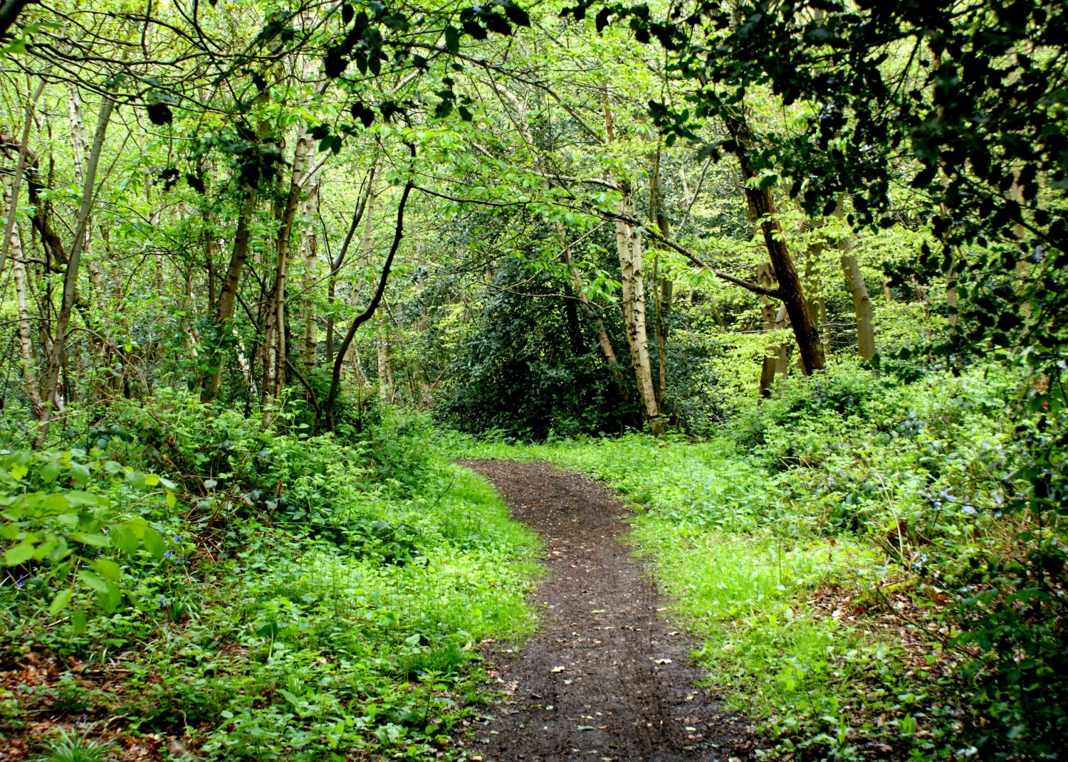 Denham Woods - Colne Valley