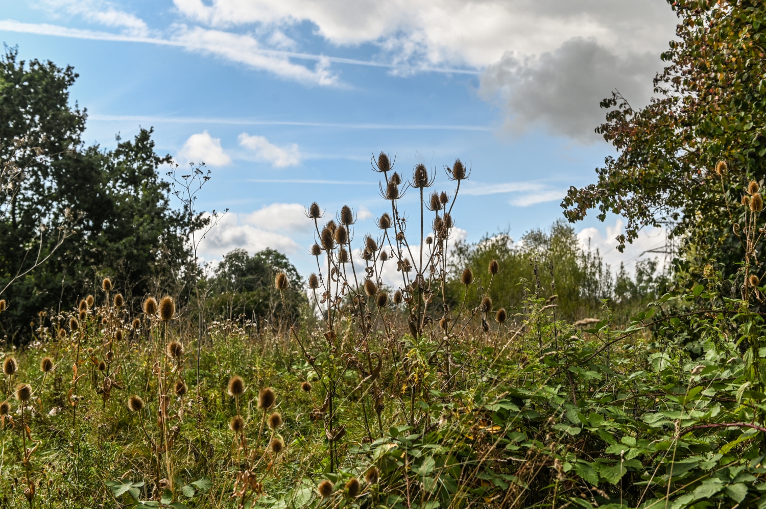 Arthur Jacob Nature Reserve - Colne Valley Regional Park