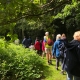 a group of walkers walking on a footpath surrounded by greenery