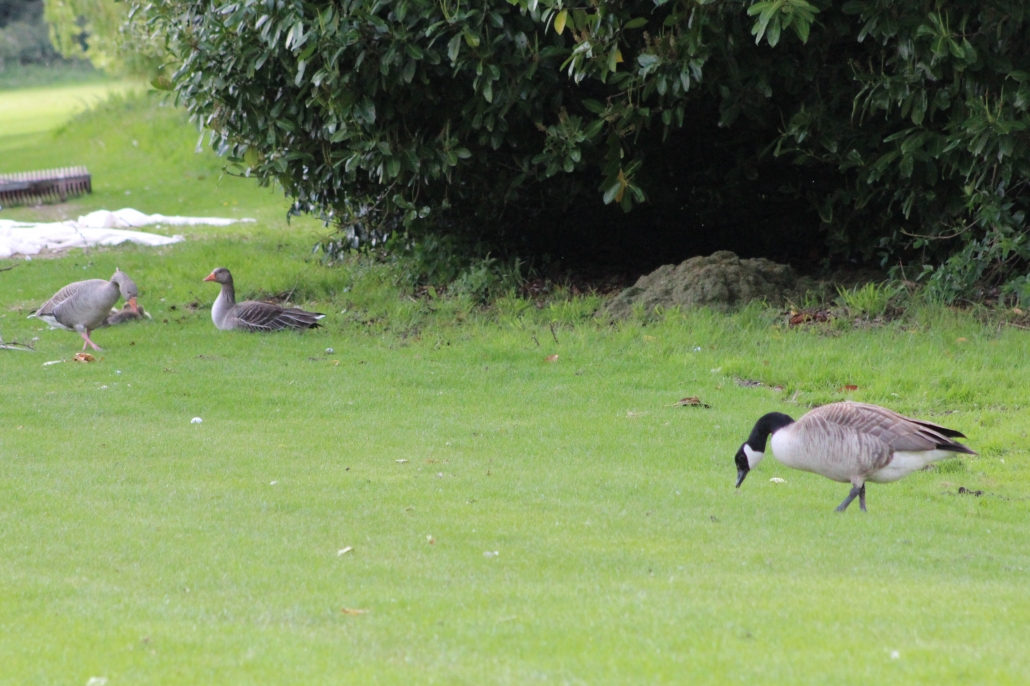 Canada goose quebec ville uk hotsell