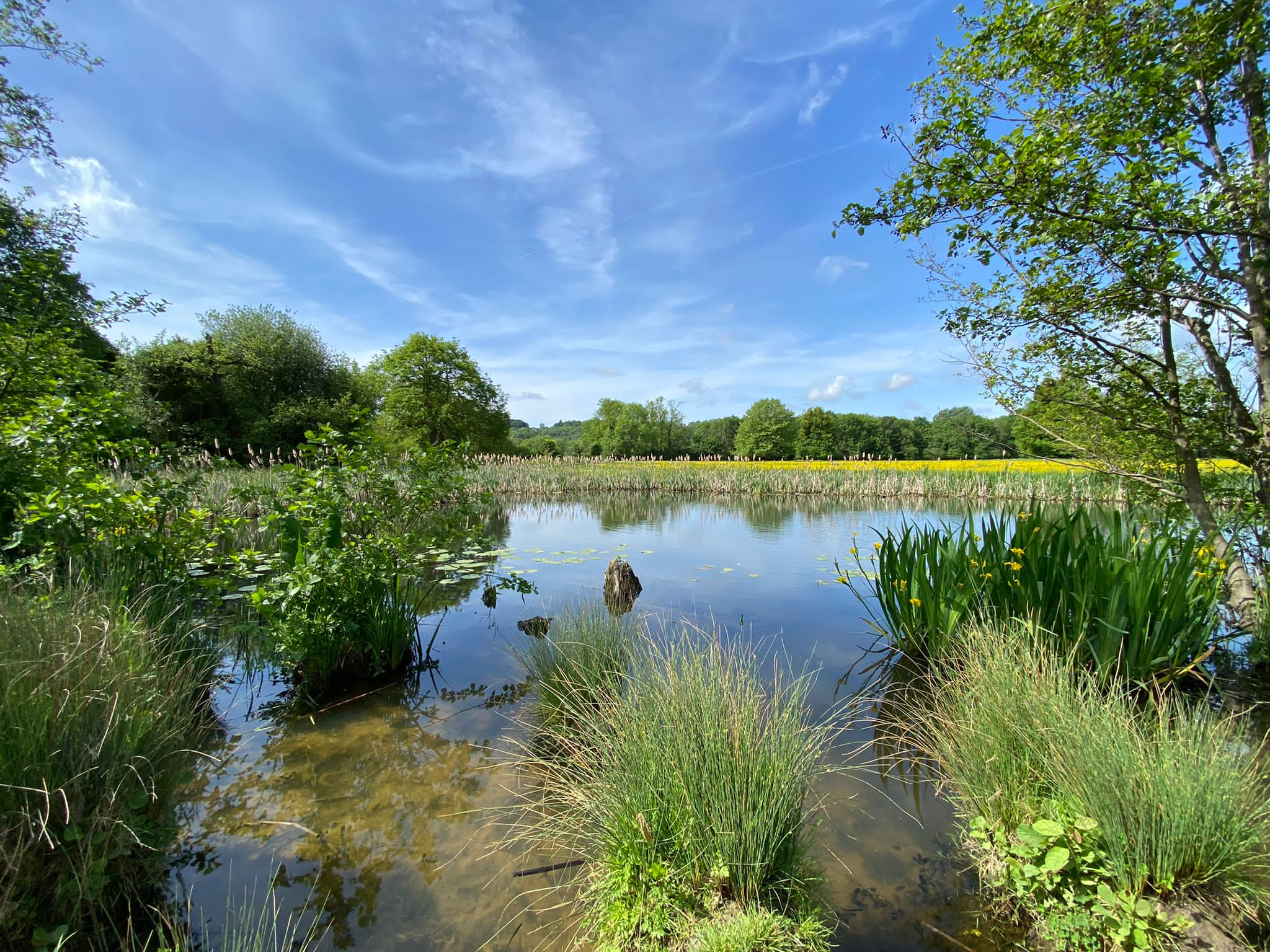 Guided Circular Walk around Wraysbury Lakes and Ankerwycke Colne Valley