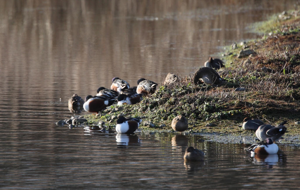 Ducking and Diving in the Colne Valley - Colne Valley Regional Park