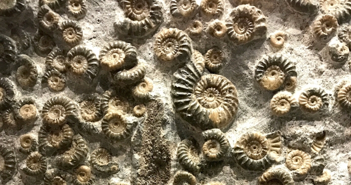 'Fossils and where to find them’ at the Colne Valley Visitor Centre
