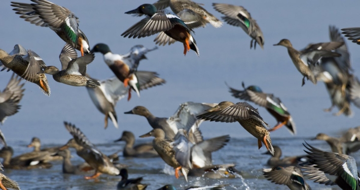 Winter Wildfowl Workshop at Stockers Lake